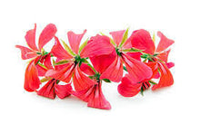 Load image into Gallery viewer, Geranium Rose Petal Sugar Scrub & Body Butter Set