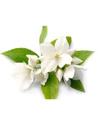 Jasmine Bliss Body Butter
