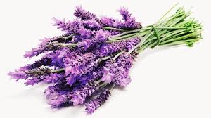 Lovely Lavender Body Butter