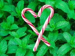 Peppermint Candy Cane Body Butter