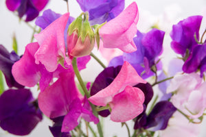 Sweet Pea Body Butter